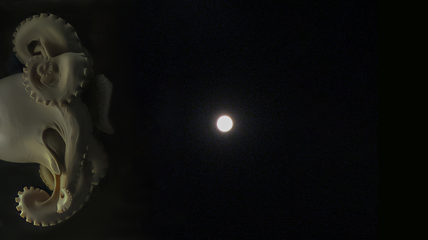 Mascota de Valentín persiguiendo la luna